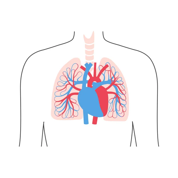 Anatomía del sistema circulatorio — Vector de stock