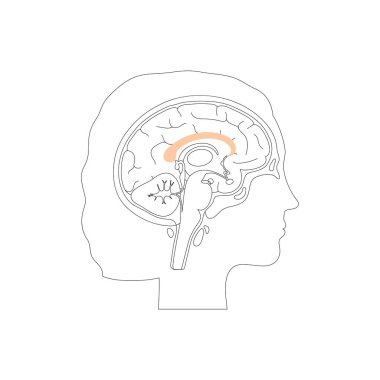 Corpus callosum 'un vektör illüstrasyonu