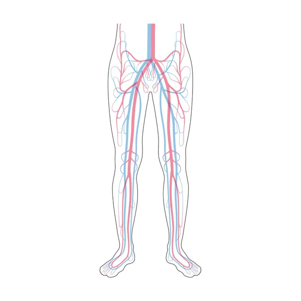 Anatomi sistem sirkulasi - Stok Vektor