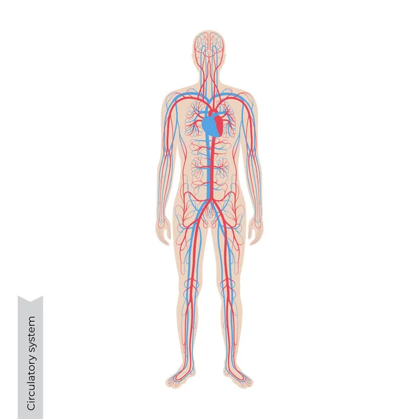 Anatomie du système circulatoire — Image vectorielle