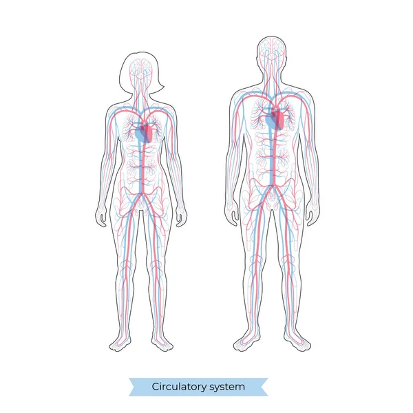 Anatomie des Kreislaufsystems — Stockvektor