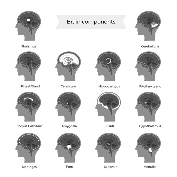 Illustration vectorielle des composants du cerveau — Image vectorielle