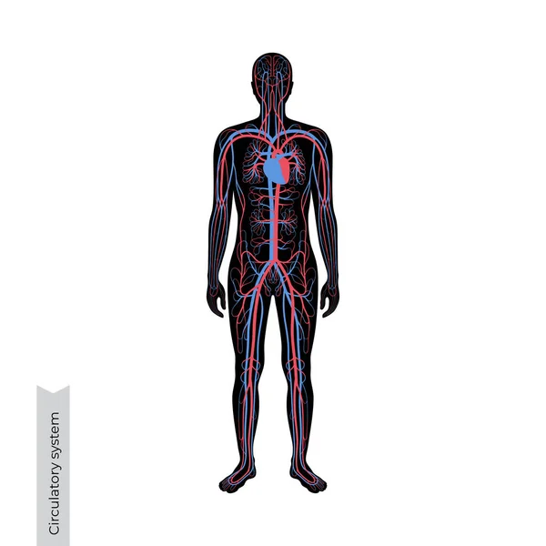 Circulatory system anatomy — Stock Vector