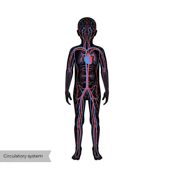 Cirkulationssystemet anatomi — Stock vektor