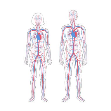 dolaşım sistemi anatomisi