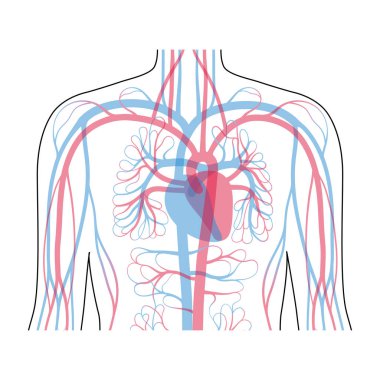 dolaşım sistemi anatomisi