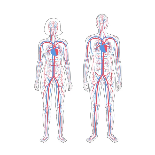 Oběhový systém anatomie — Stockový vektor