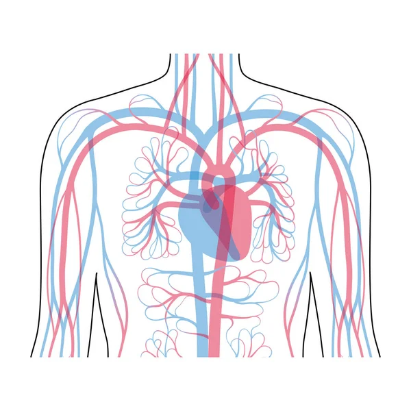 Oběhový systém anatomie — Stockový vektor