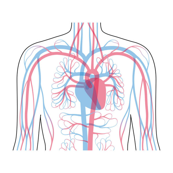 circulatory system anatomy