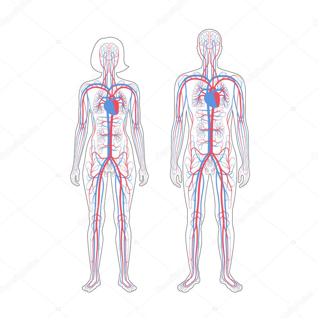 circulatory system anatomy