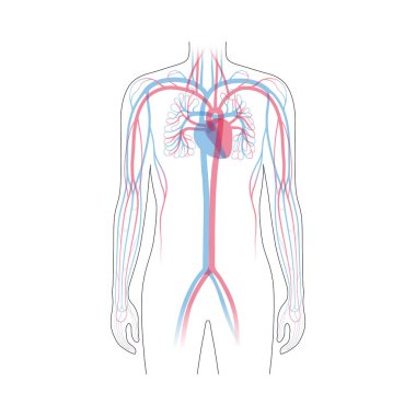 dolaşım sistemi anatomisi