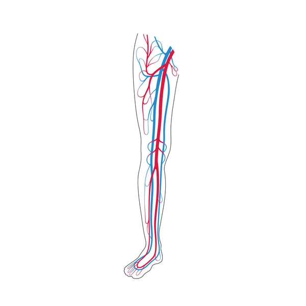 Anatomi sistem sirkulasi - Stok Vektor