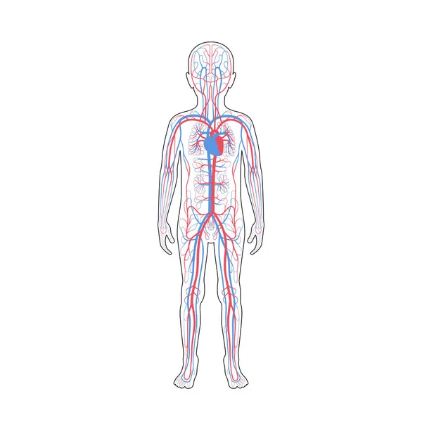 Anatomía del sistema circulatorio — Archivo Imágenes Vectoriales