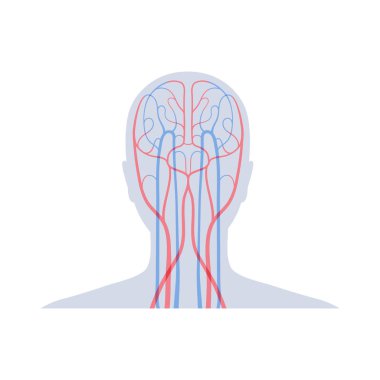 dolaşım sistemi anatomisi