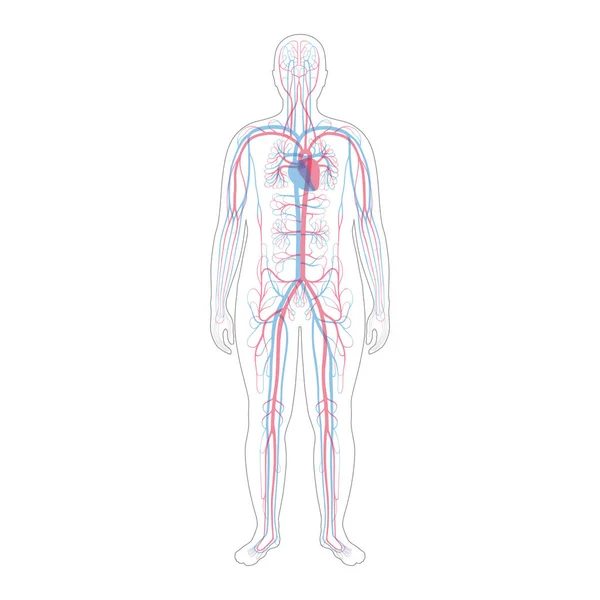 Anatomie du système circulatoire — Image vectorielle