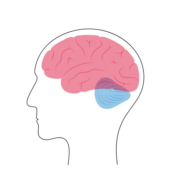 Vektorové ilustrace lidské anatomie mozku — Stockový vektor