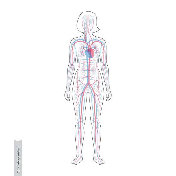 Anatomia del sistema circolatorio — Vettoriale Stock