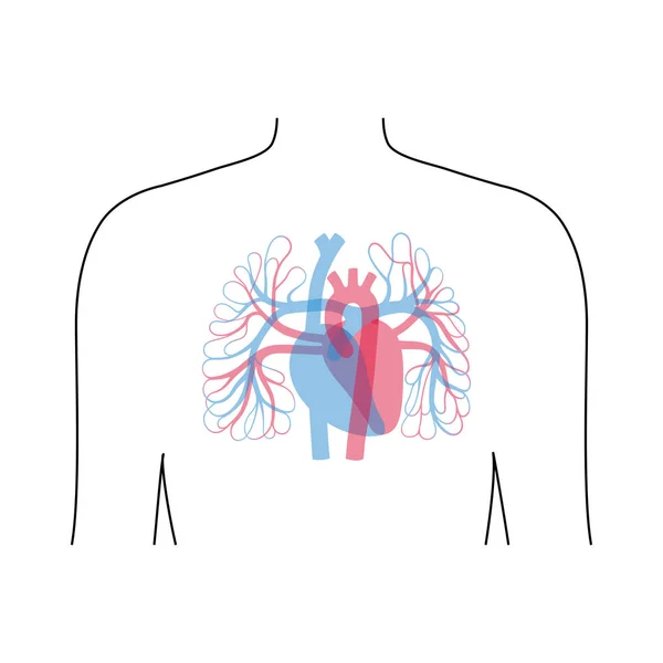 Anatomía del sistema circulatorio — Vector de stock