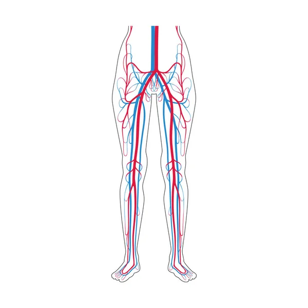 Anatomía del sistema circulatorio — Vector de stock