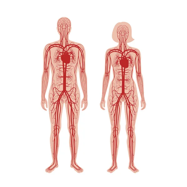 Oběhový systém anatomie — Stockový vektor