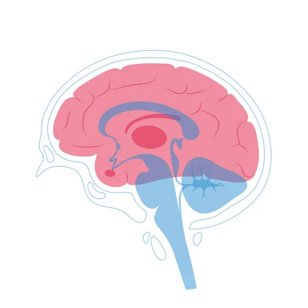 Vectorillustratie van de menselijke anatomie van de hersenen — Stockvector