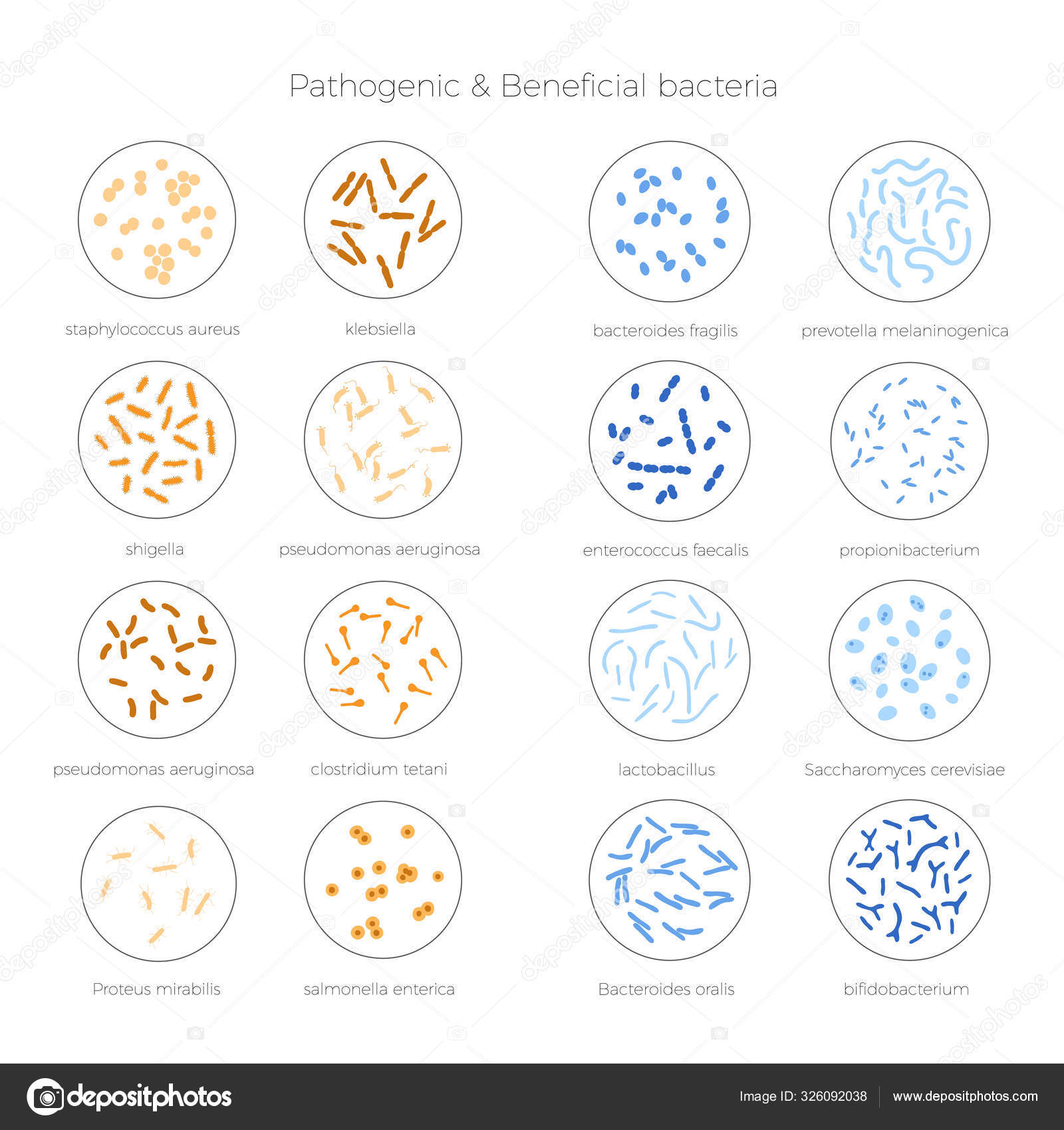 Ilustración vectorial de bacterias buenas y malas vector, gráfico