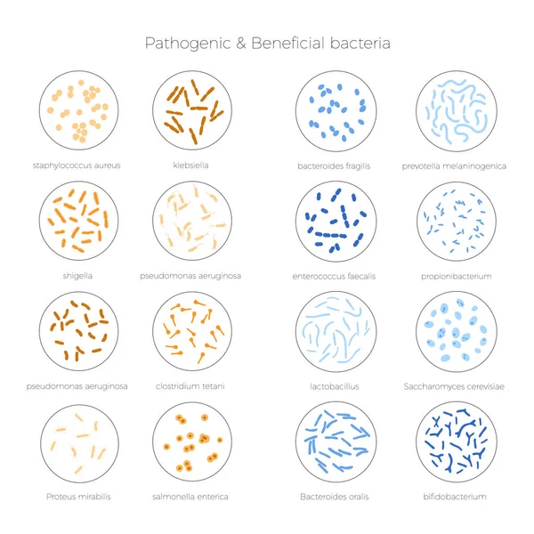 Ilustración vectorial de bacterias buenas y malas — Vector de stock