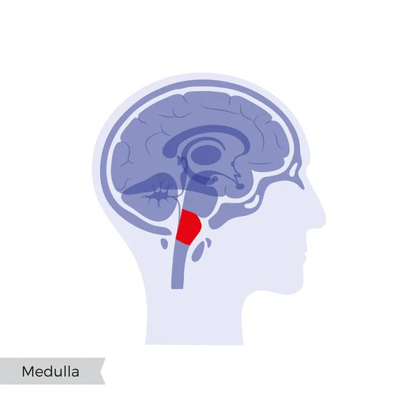 Ilustración vectorial de Medulla oblongata — Vector de stock