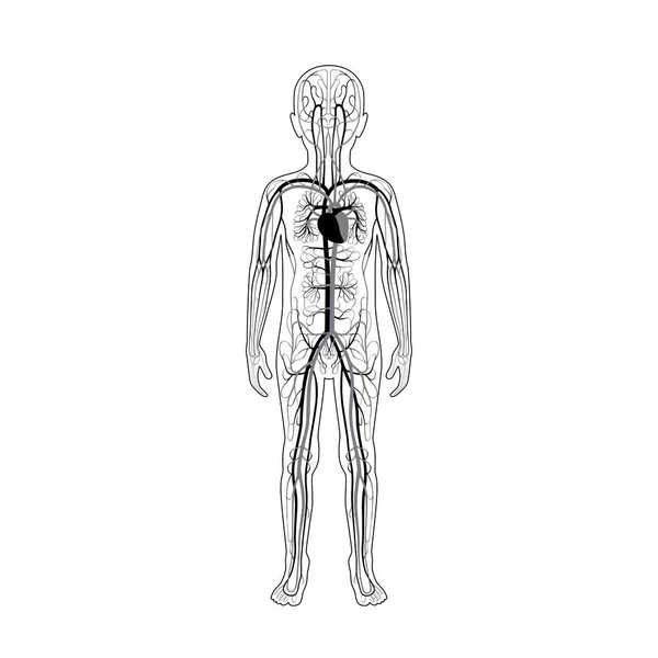 Anatomia do sistema circulatório — Vetor de Stock