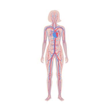 dolaşım sistemi anatomisi