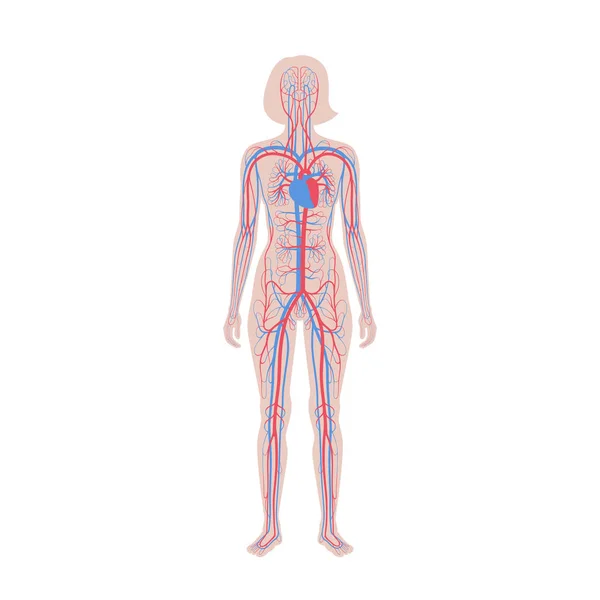 Anatomie des Kreislaufsystems — Stockvektor