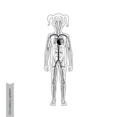 dolaşım sistemi anatomisi