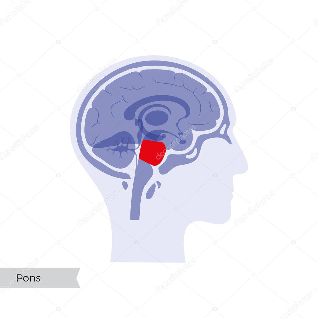 Vector isolated illustration of Pons