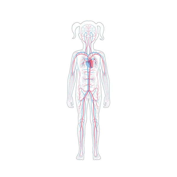 Circulatory system anatomy — Stock Vector