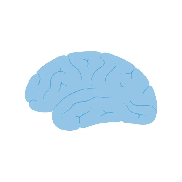 Ilustración vectorial de la anatomía cerebral humana — Vector de stock