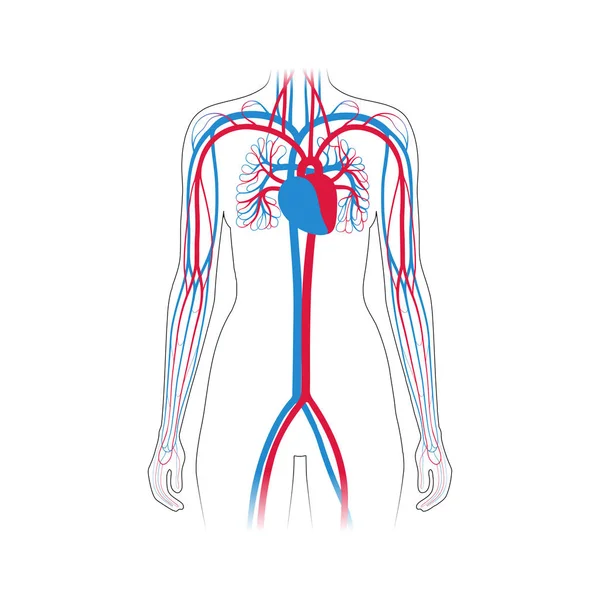 Circulatory system anatomy — Stock Vector