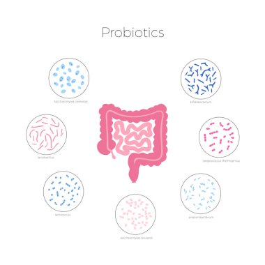 İnsan mikrobiyotunun izole edilmiş vektör çizimi
