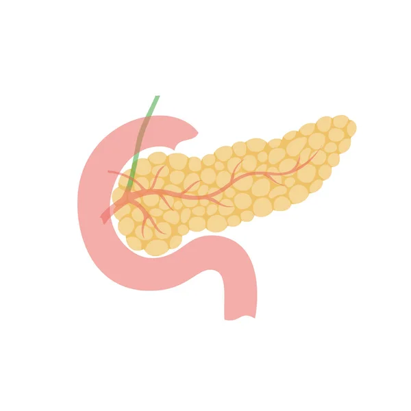 Illustrazione isolata vettoriale del pancreas — Vettoriale Stock