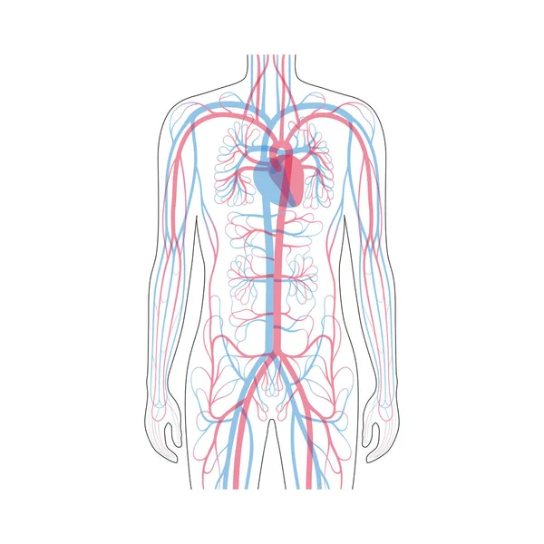 Bloedsomloop anatomie — Stockvector