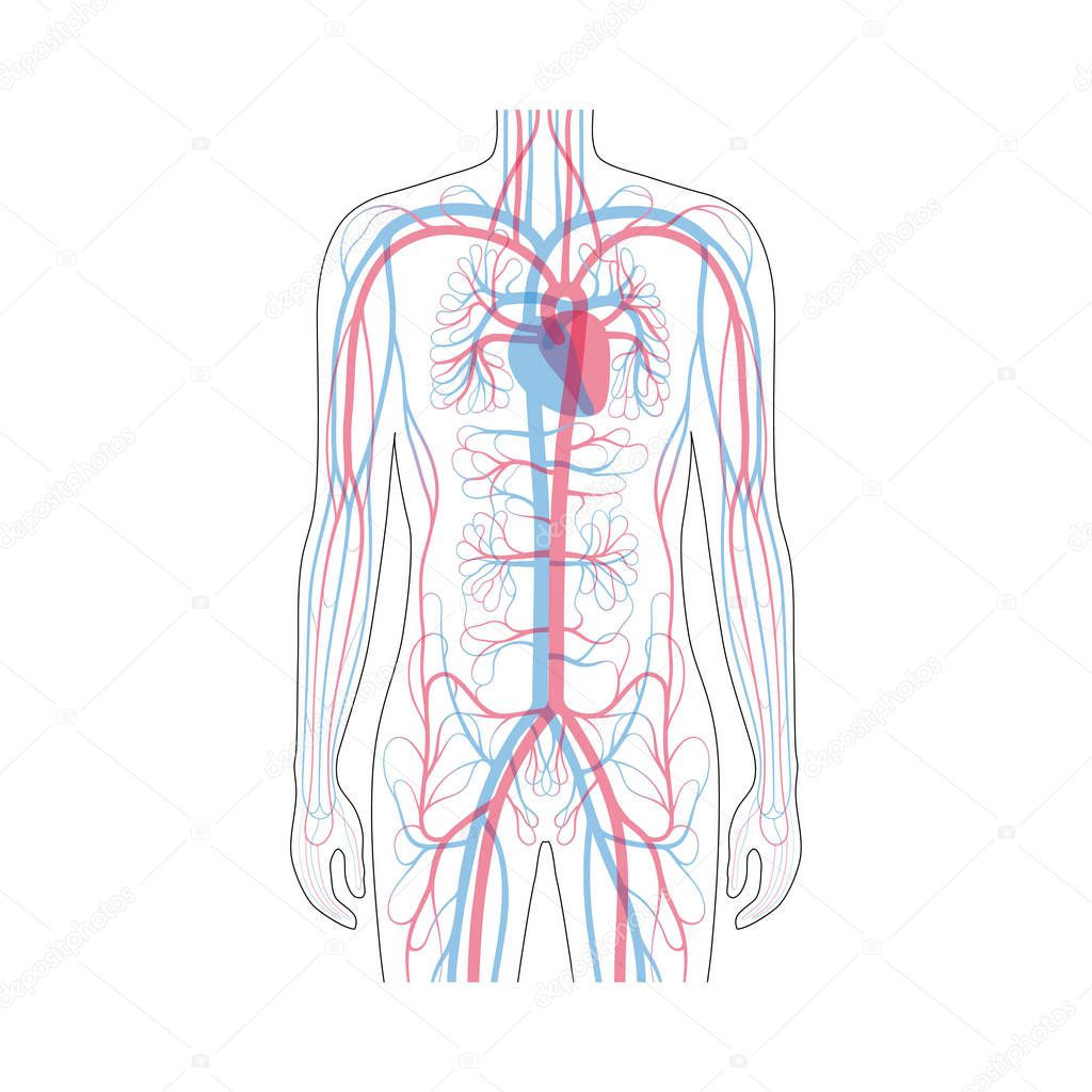 circulatory system anatomy