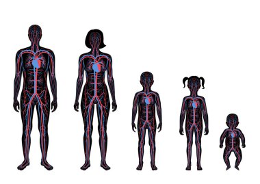 dolaşım sistemi anatomisi