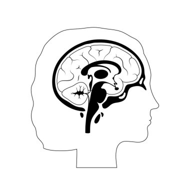 Kadın beyin anatomisi vektör illüstrasyon 