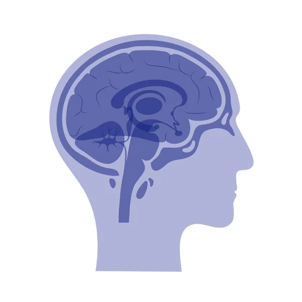 Vektorové ilustrace mozku — Stockový vektor