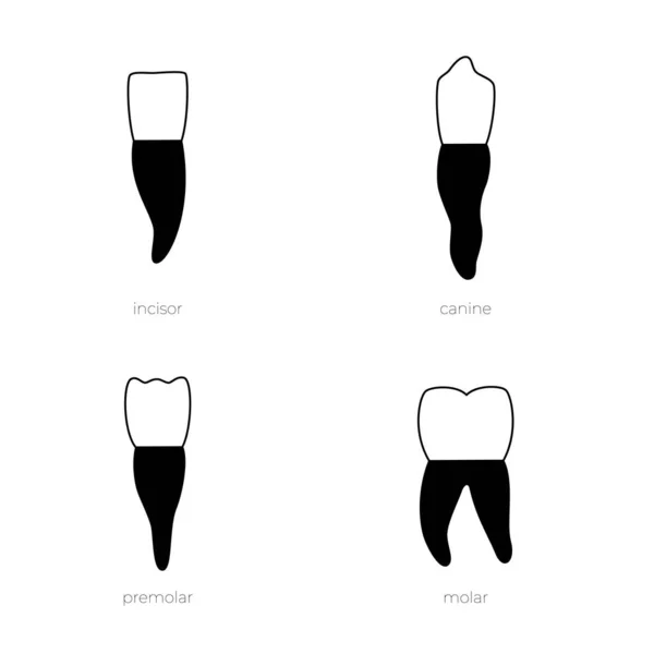 Illustration vectorielle isolée de la dent — Image vectorielle