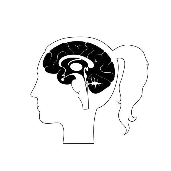Kadın beyin anatomisi vektör illüstrasyon — Stok Vektör