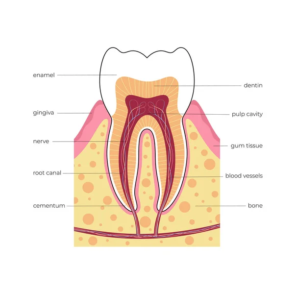 Dişin izole edilmiş vektör çizimi — Stok Vektör
