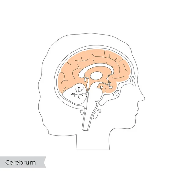 Ilustração isolada do vetor de Cerebrum —  Vetores de Stock