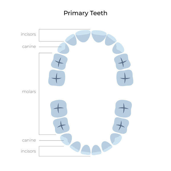 Векторная изолированная иллюстрация зуба
 