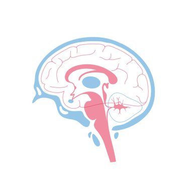 Vektör çizim insan beyin anatomisi 