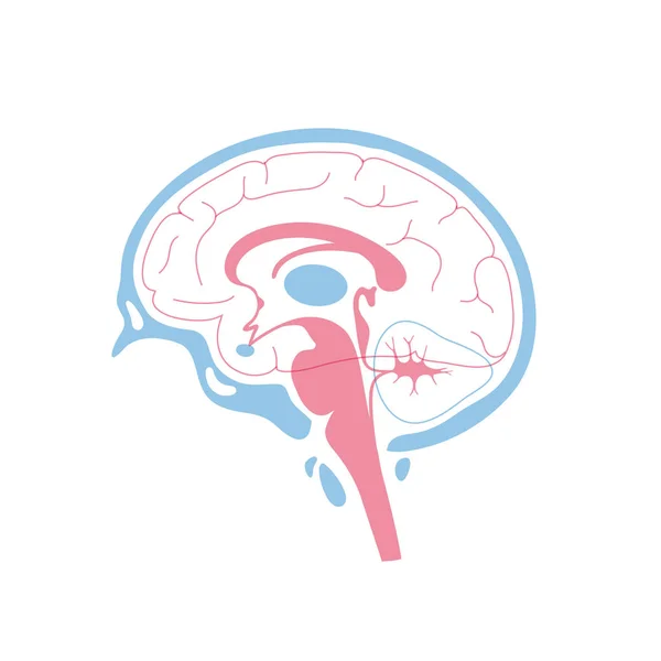 Ilustración vectorial de la anatomía cerebral humana — Vector de stock